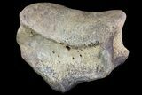 Ceratopsian Dinosaur Toe Bone - Alberta (Disposition #-) #71701-2